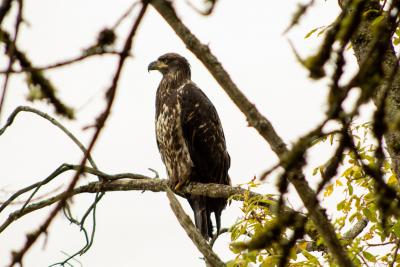 Juvenile eagle sitting on a tree branch