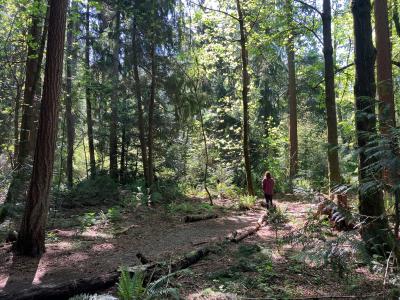 A forest with dappled sunlight
