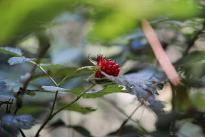 A ripe salmonberry on the plant.