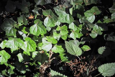 Ivy growing on the ground. 