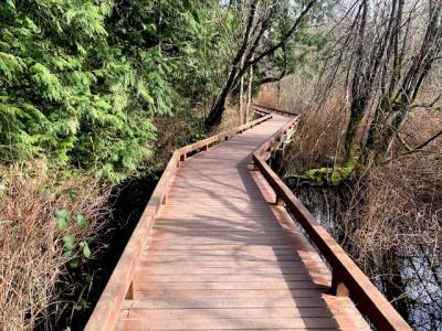 A boardwalk path leading into a forest