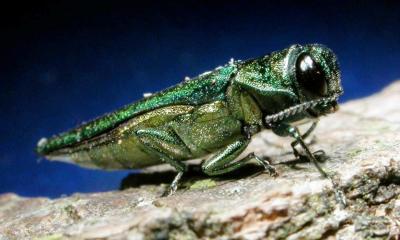 An image of an Emerald Ash Borer