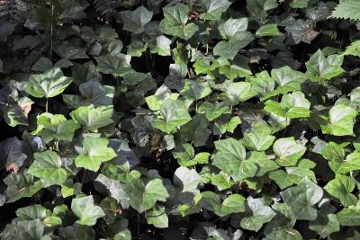 Common ivy growing on the ground.