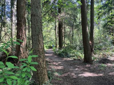 A photo looking down a trail. with large conifer trees lining the side of the trail.