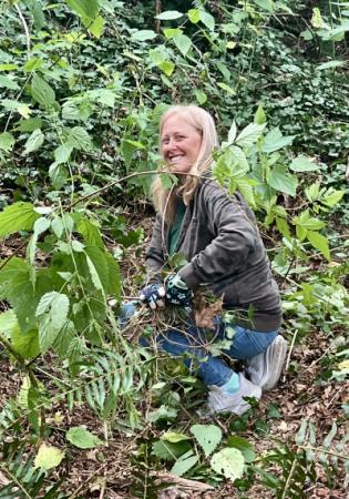A volunteer sitting in bushes, pulling up ivy. 