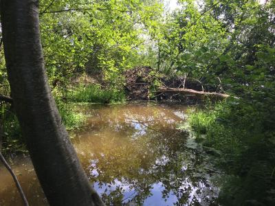 A small pond with a beaver dam in the back, and a fallen log next to it. Framed by a standing tree. 