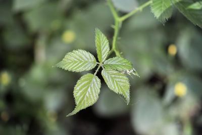 A close up photo of a blackberry leaf. 