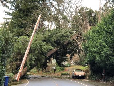 Tree on powerlines after storm