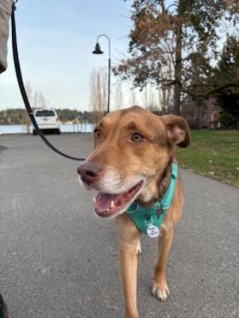 Paws on Patrol - Roux the dog