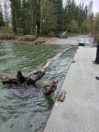Hazardous debris and tree removal on Lake Washington Large log in water next to dock.