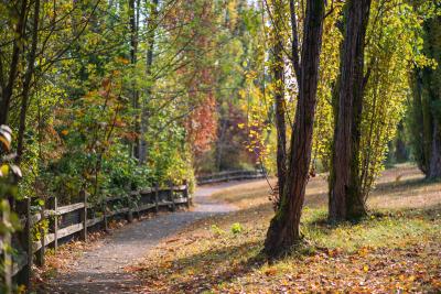 Tree lined pathway at Luther Burbank Park on Mercer Island. 