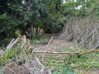 Unauthorized Tree Clearing in Luther Burbank Park
