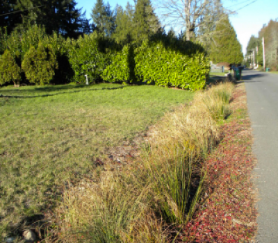 Plants that filter stormwater grow in a ditch