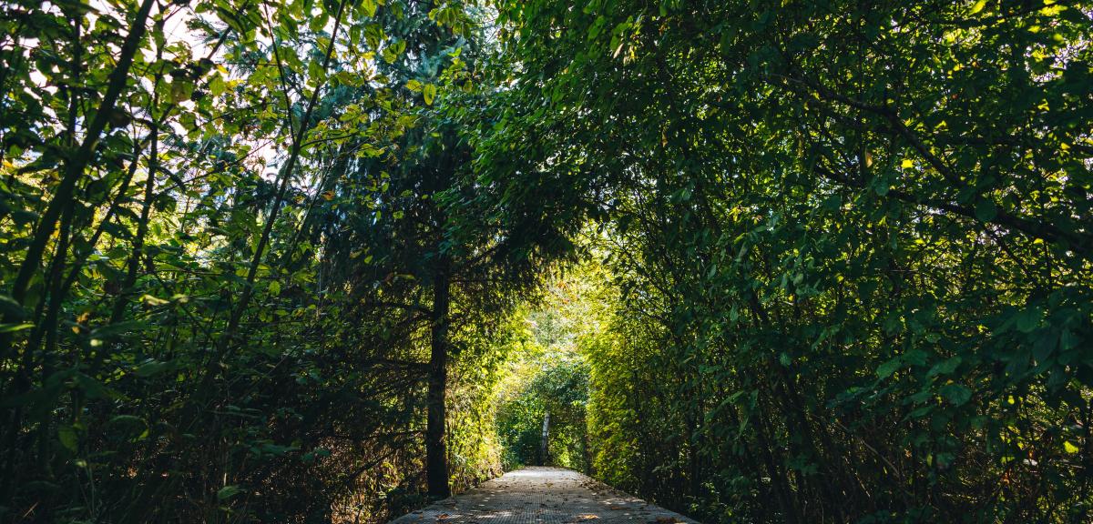 Pathway with light at the end of the tunnel.