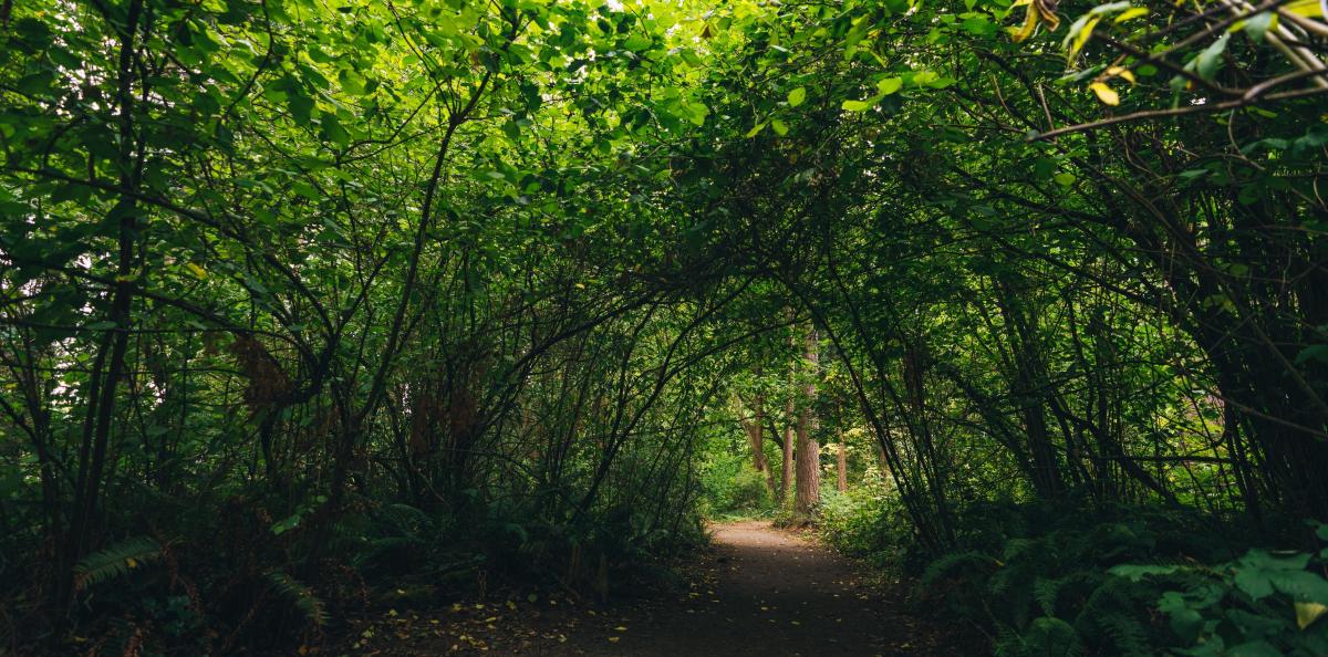 Trail on Mercer Island