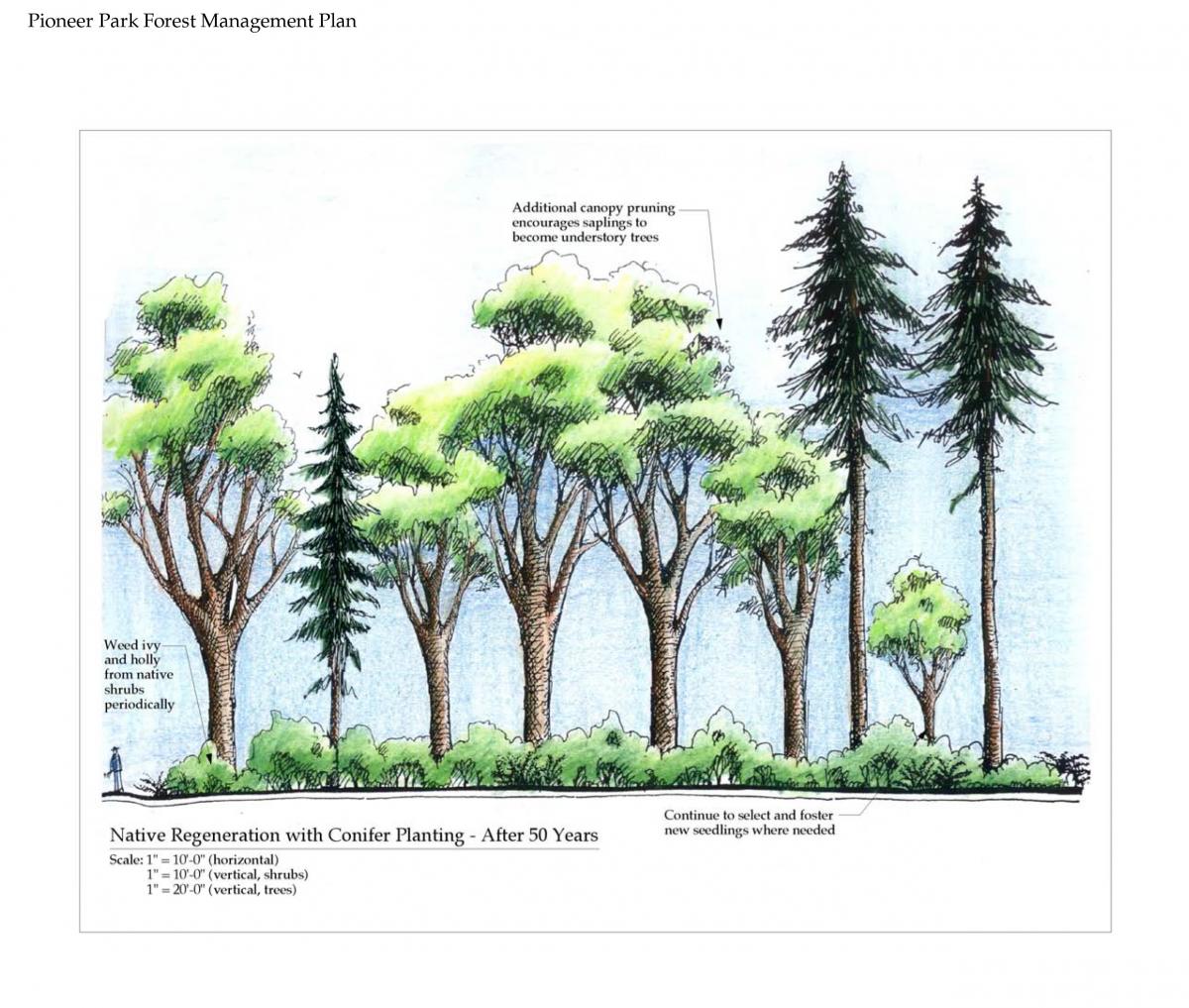 An illustration of a forest included in a planning document