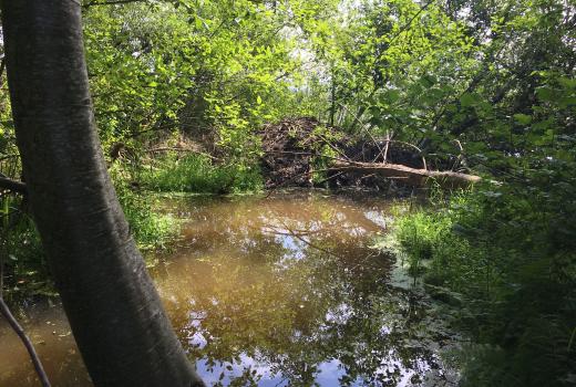 A small pond with a beaver dam in the back, and a fallen log next to it. Framed by a standing tree. 